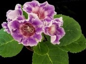 Gloxinia 50 de fotografii, cum să crească gloxinium acasă