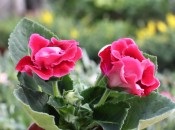 Gloxinia 50 de fotografii, cum să crească gloxinium acasă