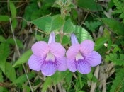 Gloxinia 50 de fotografii, cum să crească gloxinium acasă