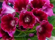 Gloxinia 50 de fotografii, cum să crească gloxinium acasă