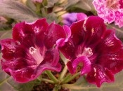 Gloxinia 50 de fotografii, cum să crească gloxinium acasă