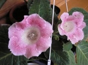 Gloxinia 50 de fotografii, cum să crească gloxinium acasă