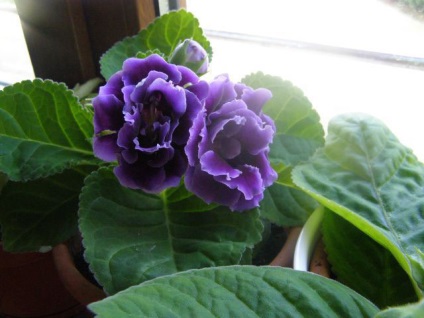 Gloxinia 50 de fotografii, cum să crească gloxinium acasă