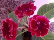 Gloxinia 50 de fotografii, cum să crească gloxinium acasă