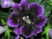 Gloxinia 50 de fotografii, cum să crească gloxinium acasă