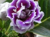 Gloxinia 50 de fotografii, cum să crească gloxinium acasă