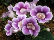 Gloxinia 50 de fotografii, cum să crească gloxinium acasă