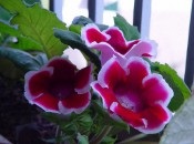 Gloxinia 50 de fotografii, cum să crească gloxinium acasă