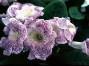 Gloxinia 50 de fotografii, cum să crească gloxinium acasă