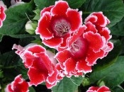 Gloxinia 50 de fotografii, cum să crească gloxinium acasă