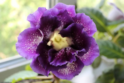 Gloxinia 50 de fotografii, cum să crească gloxinium acasă