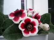 Gloxinia 50 de fotografii, cum să crească gloxinium acasă