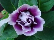 Gloxinia 50 de fotografii, cum să crească gloxinium acasă