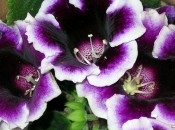 Gloxinia 50 de fotografii, cum să crească gloxinium acasă