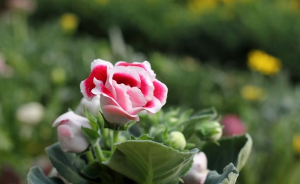 Gloxinia 50 de fotografii, cum să crească gloxinium acasă