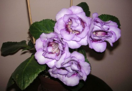 Gloxinia 50 de fotografii, cum să crească gloxinium acasă