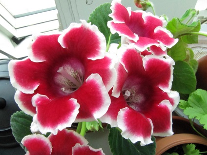 Gloxinia 50 de fotografii, cum să crească gloxinium acasă