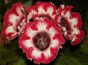 Gloxinia 50 de fotografii, cum să crească gloxinium acasă