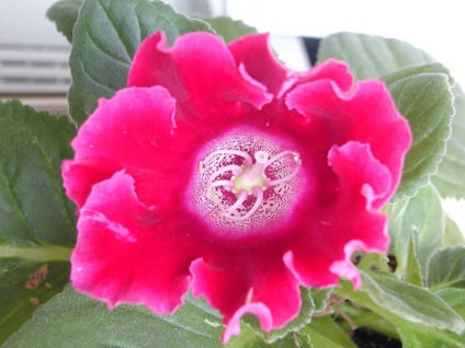 Gloxinia 50 de fotografii, cum să crească gloxinium acasă