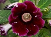 Gloxinia 50 de fotografii, cum să crească gloxinium acasă