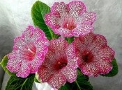 Gloxinia 50 de fotografii, cum să crească gloxinium acasă