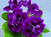 Gloxinia 50 de fotografii, cum să crească gloxinium acasă