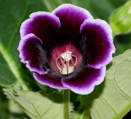 Gloxinia 50 de fotografii, cum să crească gloxinium acasă