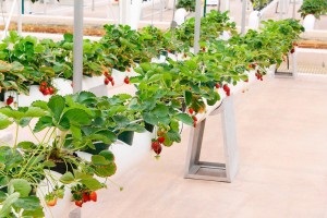 Tehnologia olandeză pentru cultivarea căpșunilor