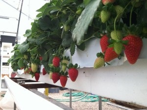 Holland technológia a szamóca termesztéséért