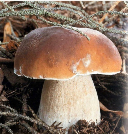 Descrierea boletului de ciuperci, aplicarea, cele mai bune rețete, cultivarea