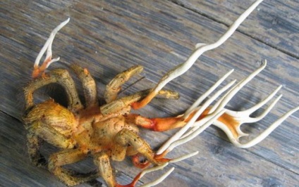 Mushroom cordyceps (tianshi) - az orvosok véleménye, használati utasítás, leírás, összetétel, tulajdonságok