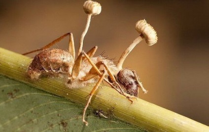 Mushroom cordyceps (tianshi) - az orvosok véleménye, használati utasítás, leírás, összetétel, tulajdonságok