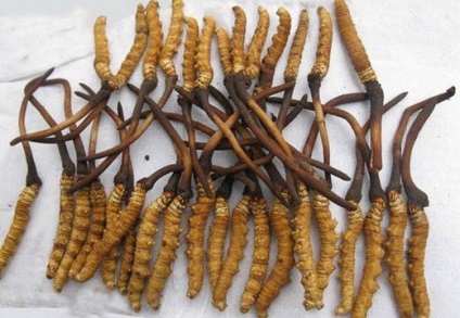 Mushroom cordyceps (tianshi) - az orvosok véleménye, használati utasítás, leírás, összetétel, tulajdonságok