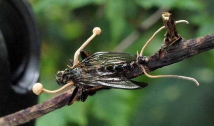 Mushroom cordyceps (tianshi) - az orvosok véleménye, használati utasítás, leírás, összetétel, tulajdonságok