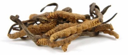 Mushroom cordyceps (tianshi) - az orvosok véleménye, használati utasítás, leírás, összetétel, tulajdonságok