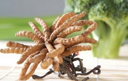 Mushroom cordyceps (tianshi) - az orvosok véleménye, használati utasítás, leírás, összetétel, tulajdonságok