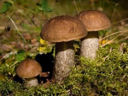 Ciuperci podberezovik (păr negru)