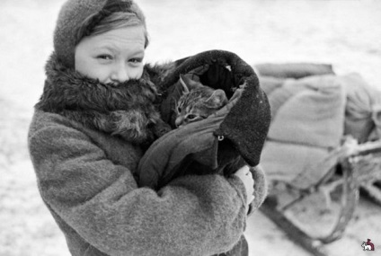 A történet arról, hogy a macska segített a családnak a Leningrádi ostrom alatt élni