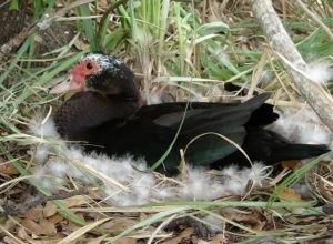 Cultivarea Indotka la domiciliu pentru începători cu o fotografie, o fermă cu propriile mâini