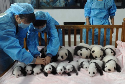 Érdekes tények a pandákról