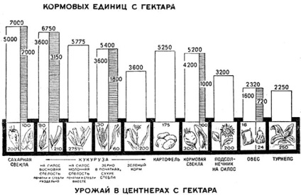 Istoria și originea porumbului