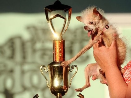 Yoda a devenit câștigătorul competiției printre câinii urâți