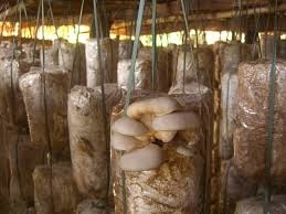 Calitatea ciupercilor de stridii