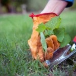 Cum să se ocupe de buruieni în grădină, grădină