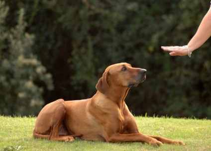 Cum să antrenezi un cățel la domiciliu - antrenează câinele Alabai și câinele adult la domiciliu