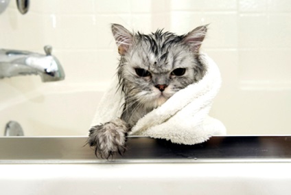 Cum și ce să spălați pisica