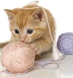 Ce jucării cum ar fi pisicile și cum să le faci singur