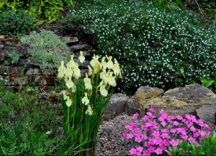 Care este mai bine să plantați flori pentru diapozitive alpine