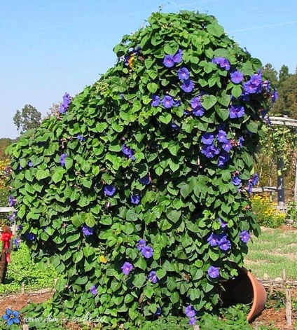 Ce flori să planteze de-a lungul gardului - 6 alpinism anual de plante în creștere pentru gard,