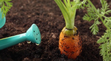 Ce proprietati trebuie sa aiba solul vegetal fertil?